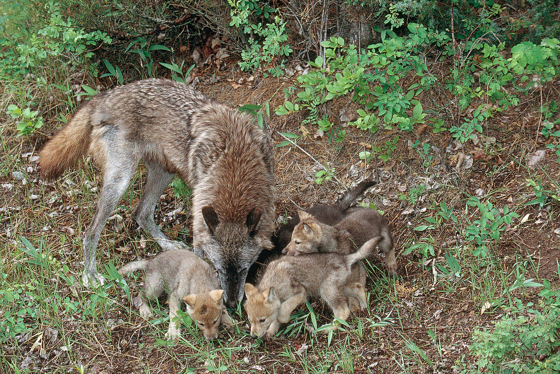 Gray Wolf with Pups