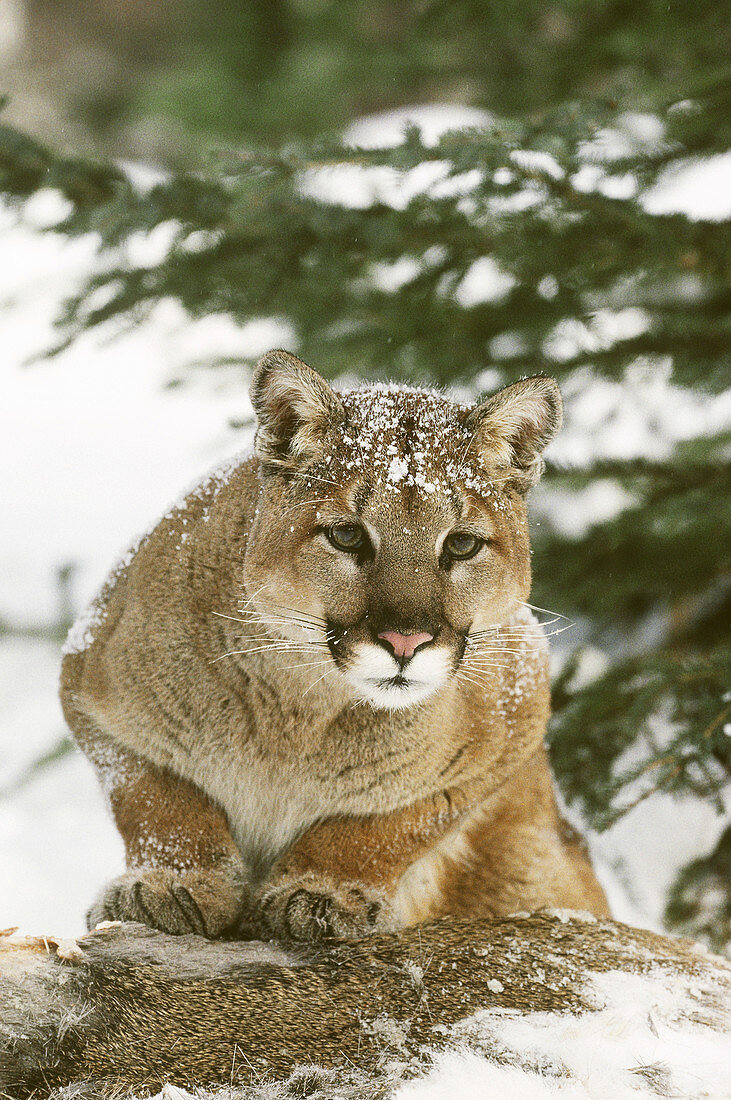 Cougar with White-tailed Deer prey