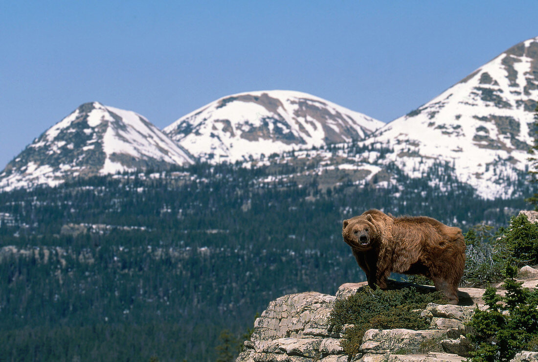 Grizzly Bear in Utah