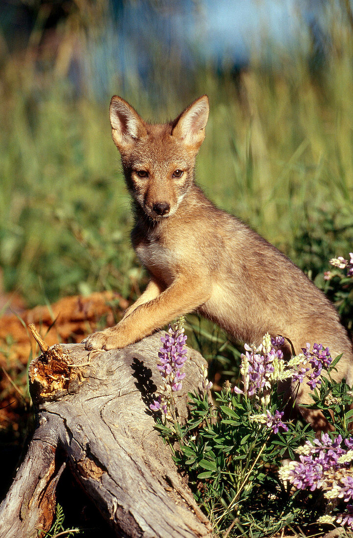 Coyote (Canis latrans) pup near den