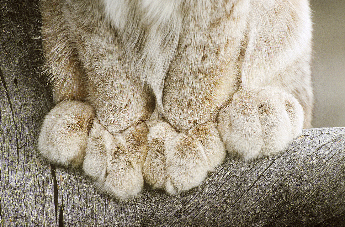 Lynx paws