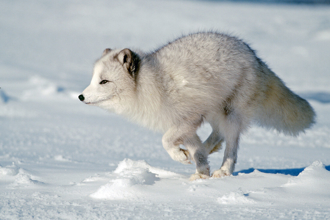 Arctic Fox (Alopex lagopus) running