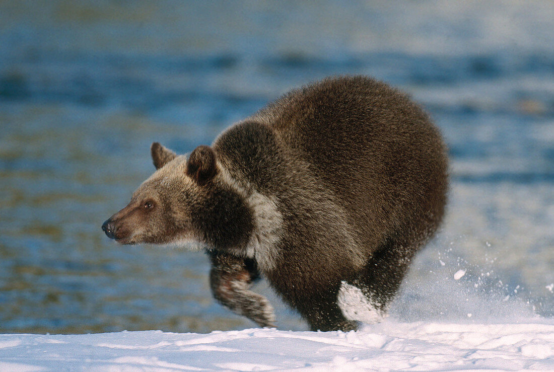Grizzly Bear Running
