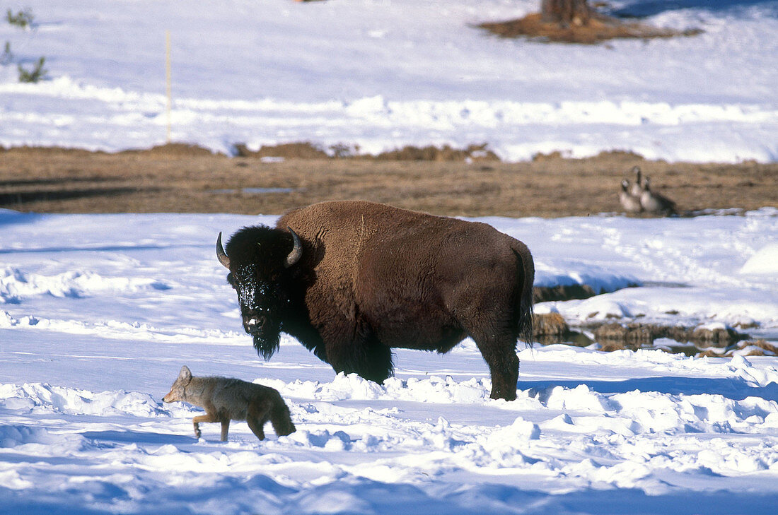 Bison and Coyote in Yellowstone
