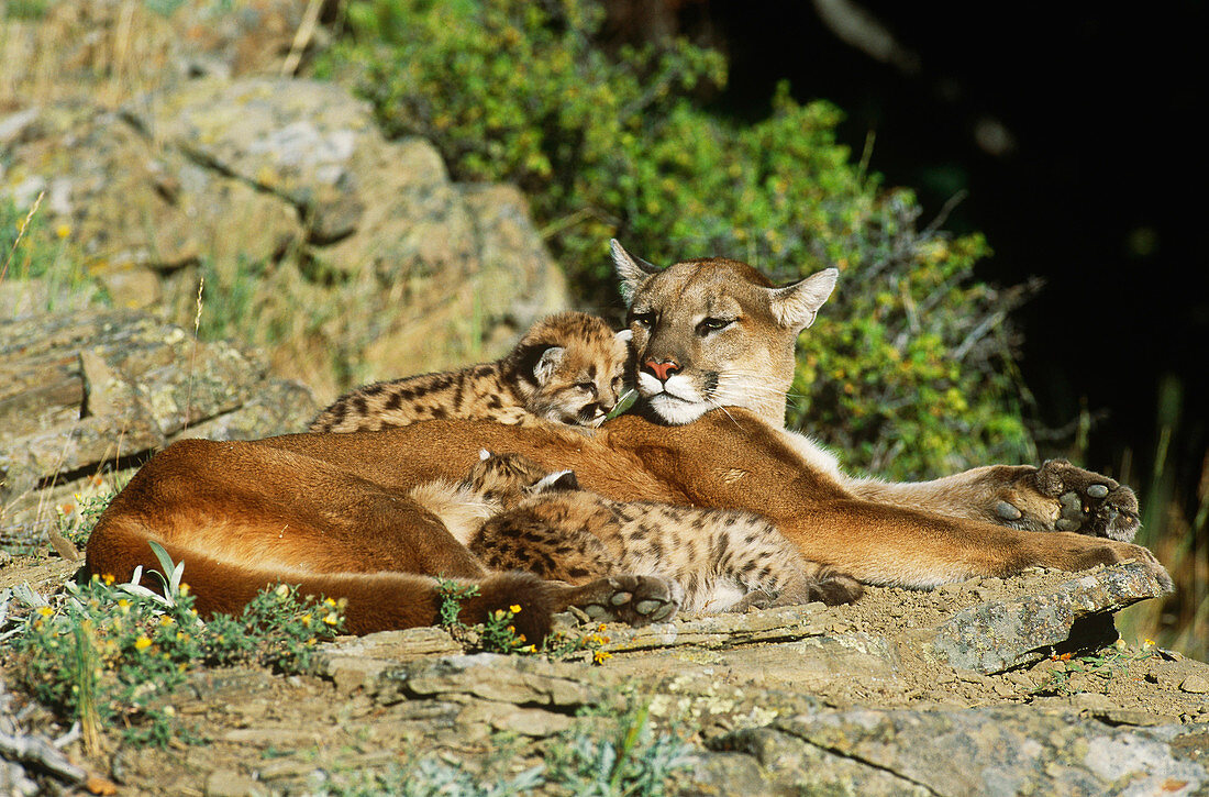 Cougar female with cubs