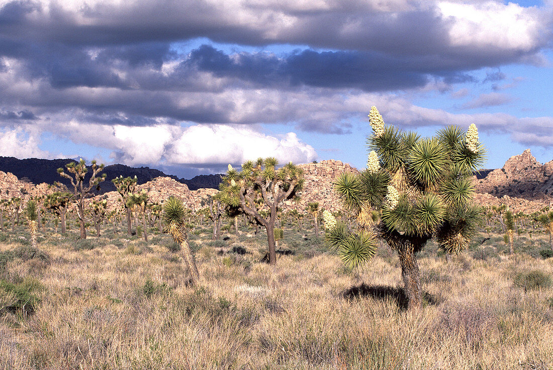 Joshua trees (Yucca sp.) in bloom,USA