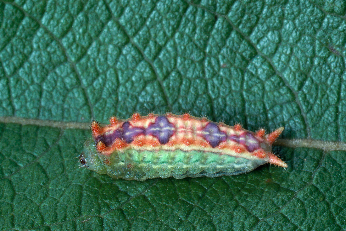 Spiny Oak-Slug Caterpillar