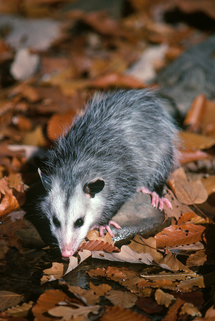 Opossum Drinking