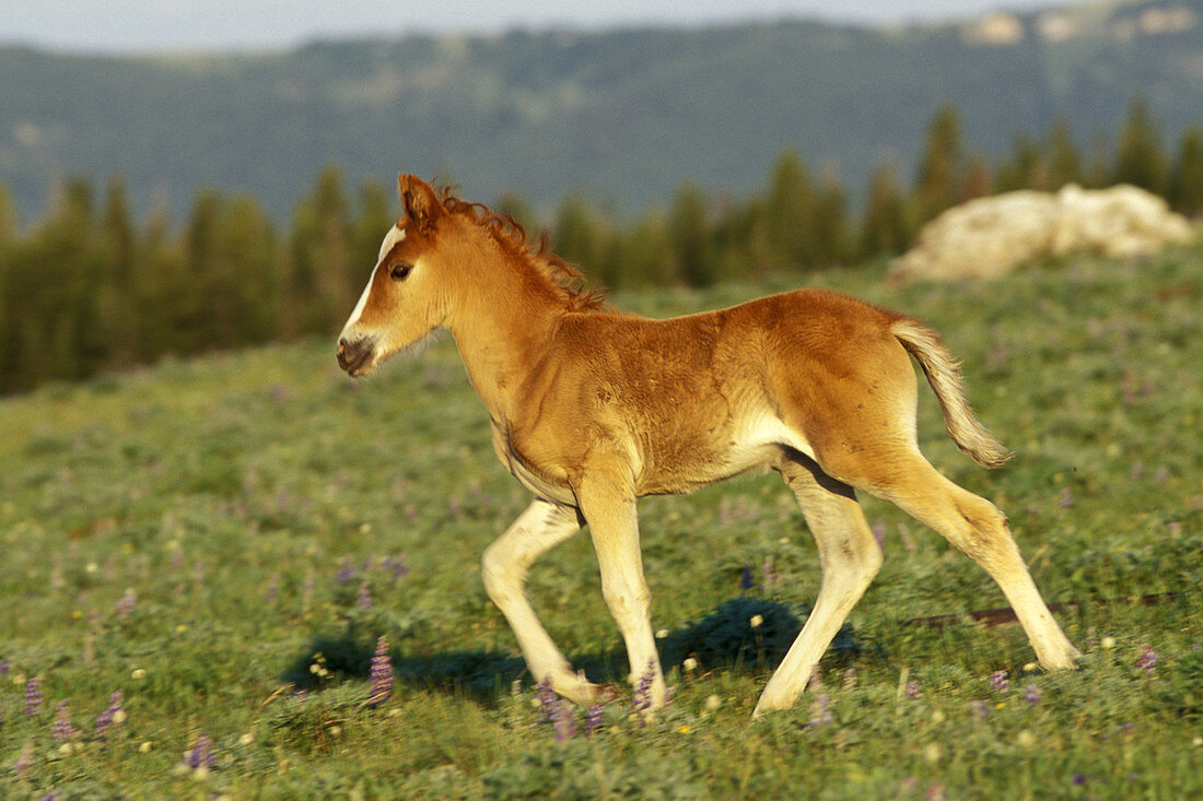 Wild Horse Colt