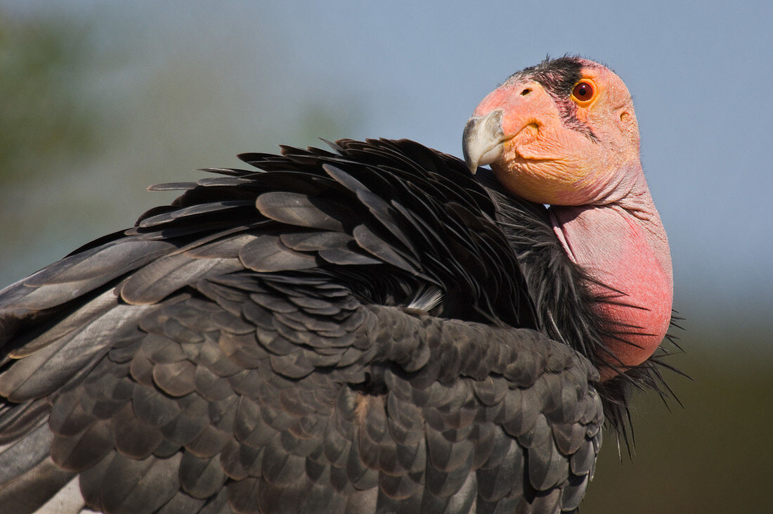 California Condor