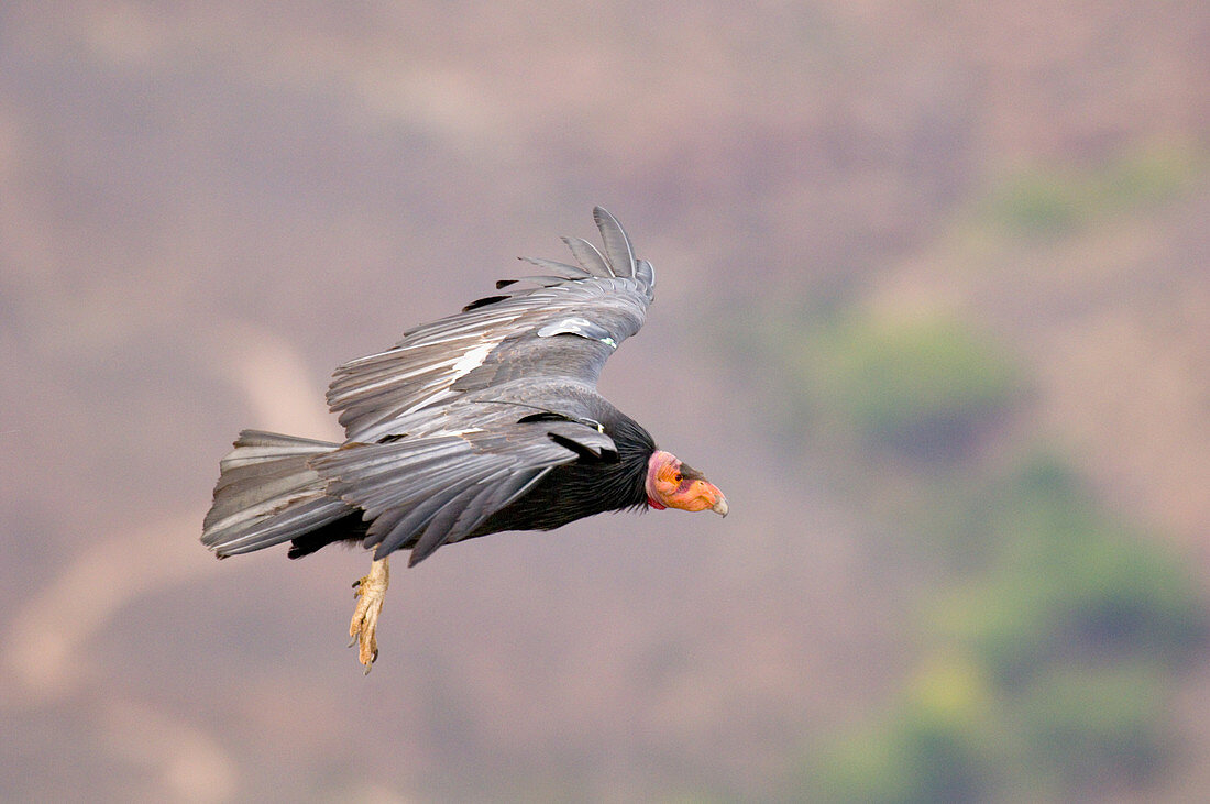 California Condor soaring on thermals
