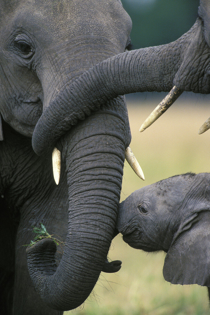 African elephants bonding