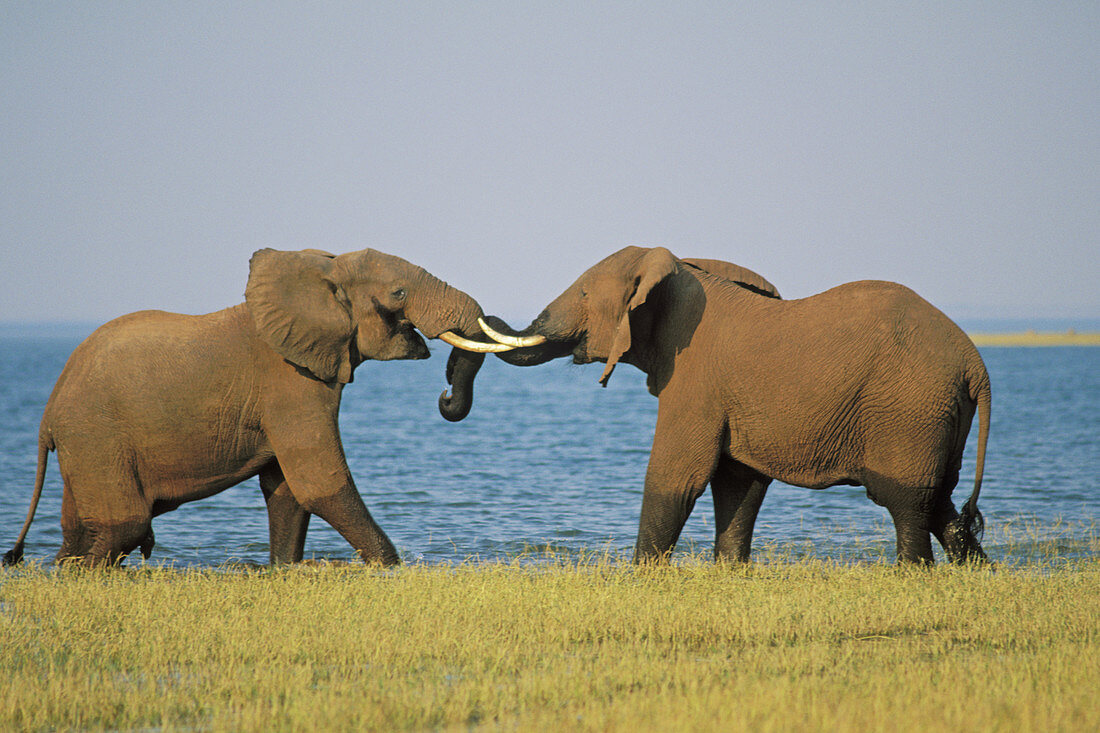 African elephant bulls sparring