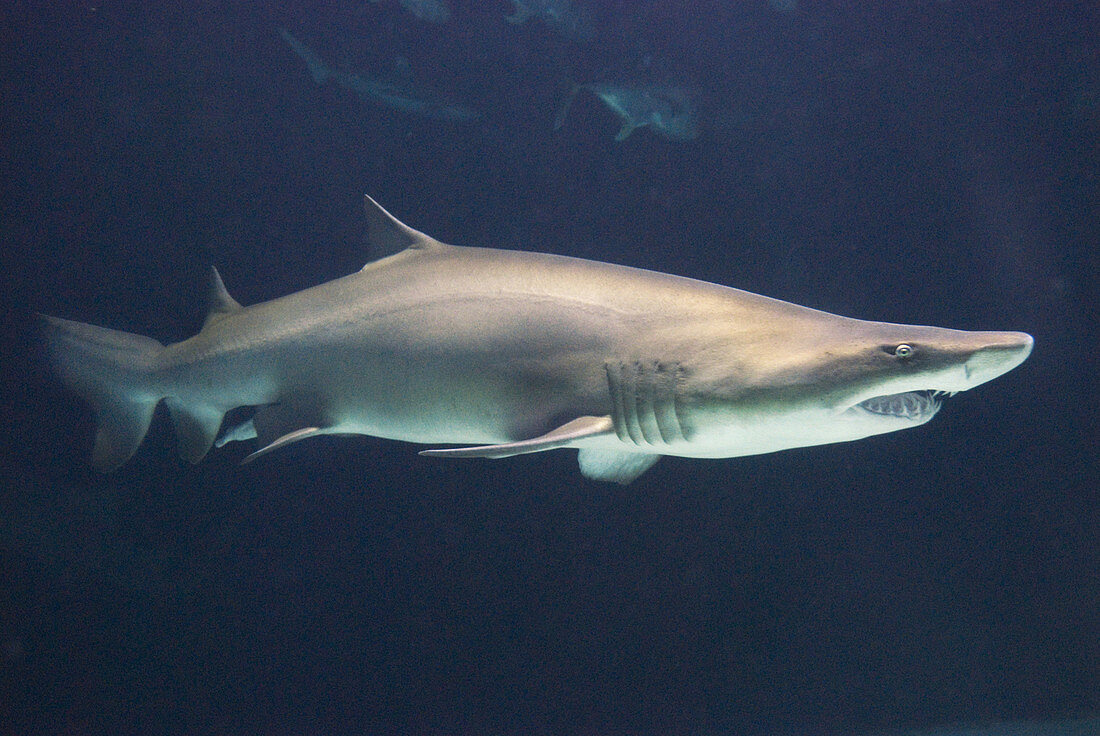 Sandtiger Shark or Sand Shark