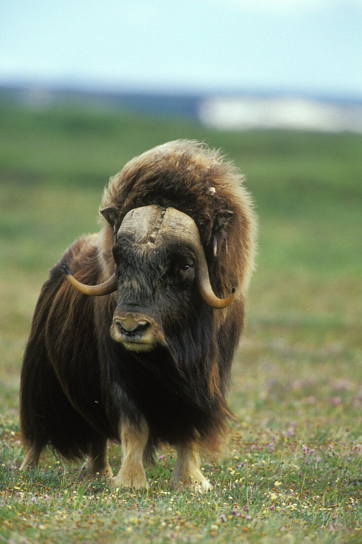 Male muskox