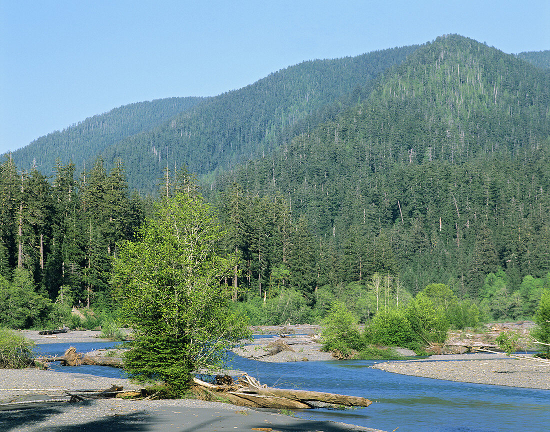 Hoh River,Olympic National Park