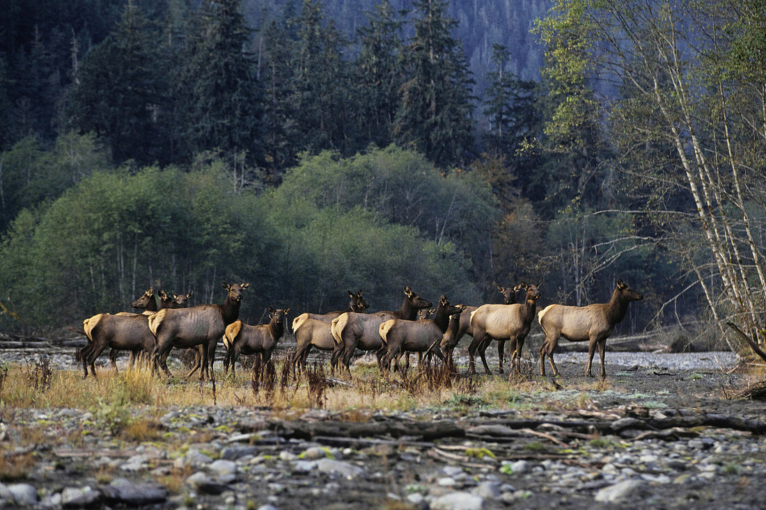 Roosevelt Elk Herd