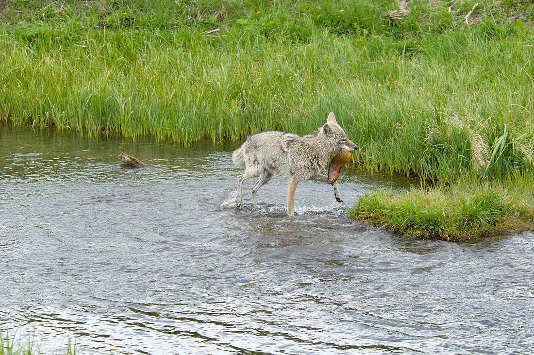Wild Coyote with trout