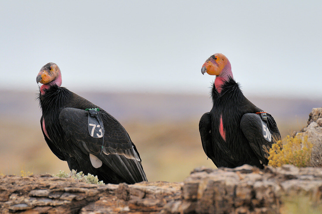 California Condors