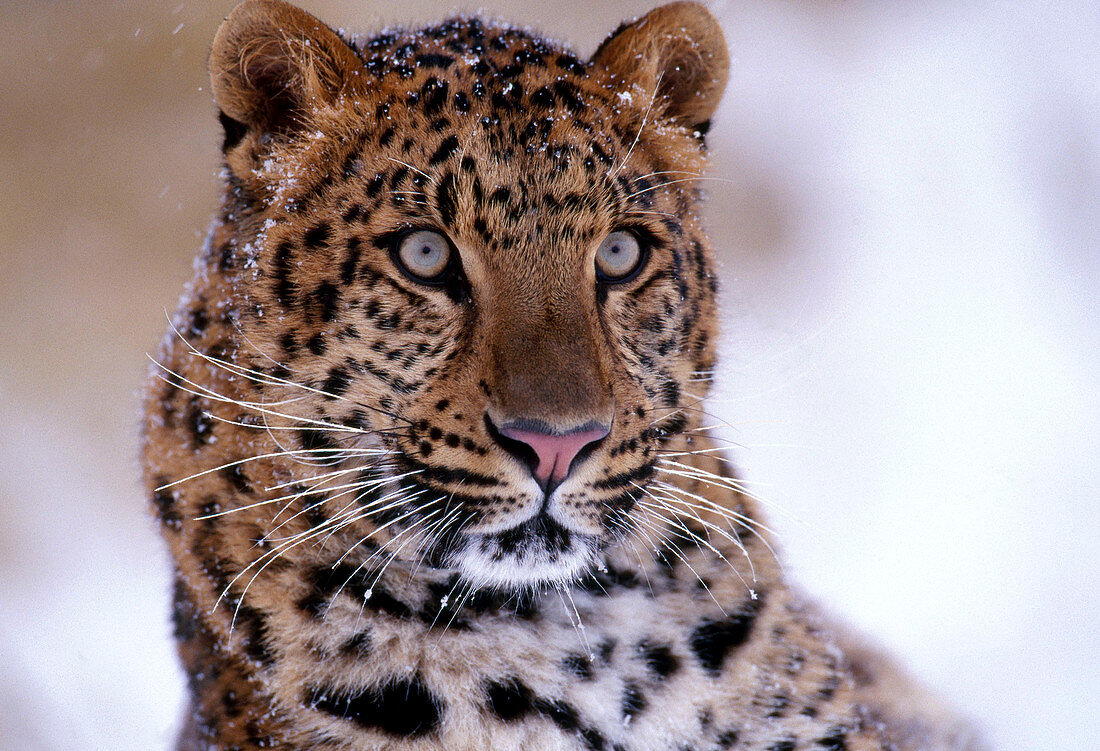 Amur Leopard