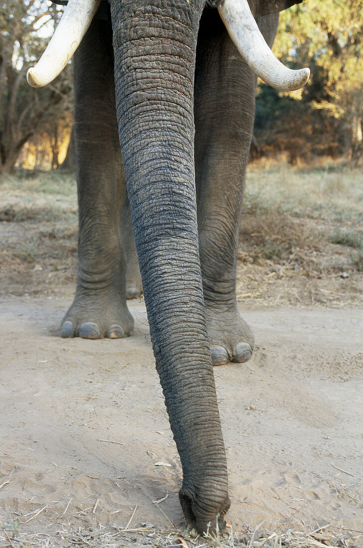 Elephant Eating Acacia Pods