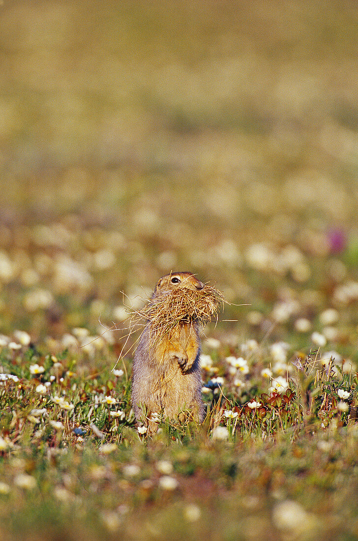 Arctic Ground Squirrel