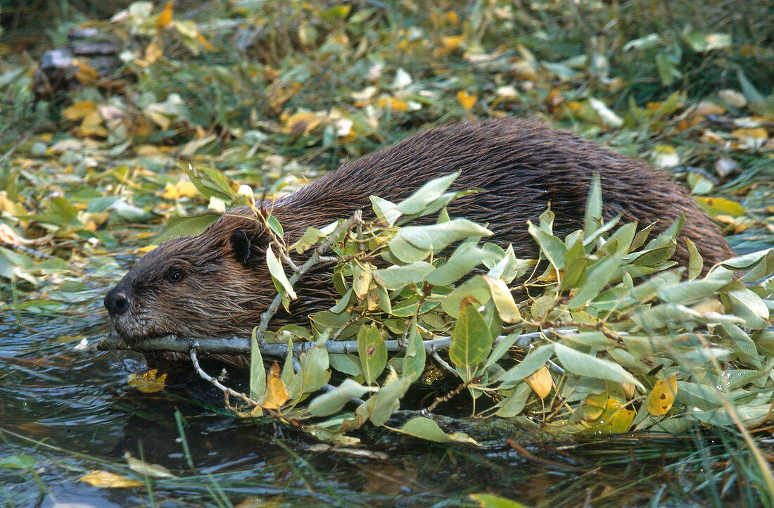 Beaver with Branch