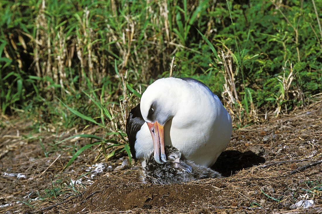 Laysan Albatross