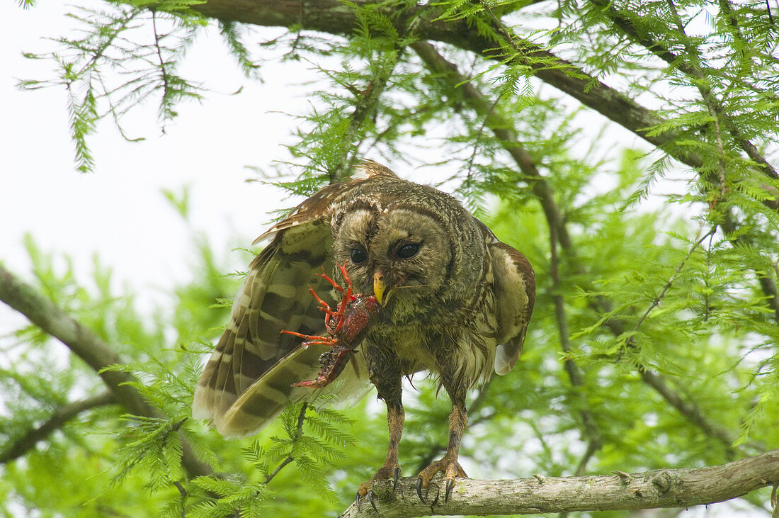 Barred Owl