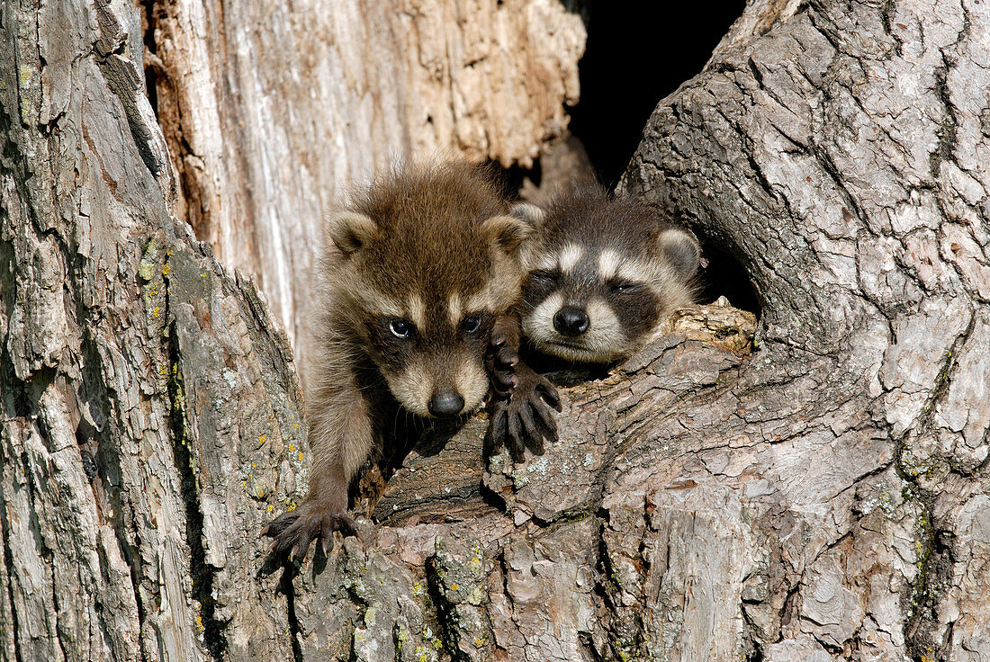 Baby Raccoons