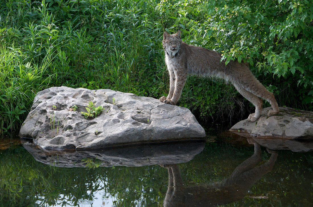 Lynx stretching