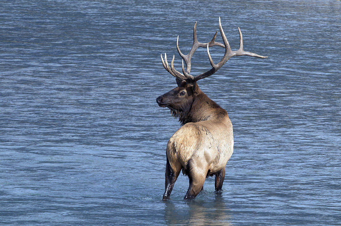 Bull elk in river