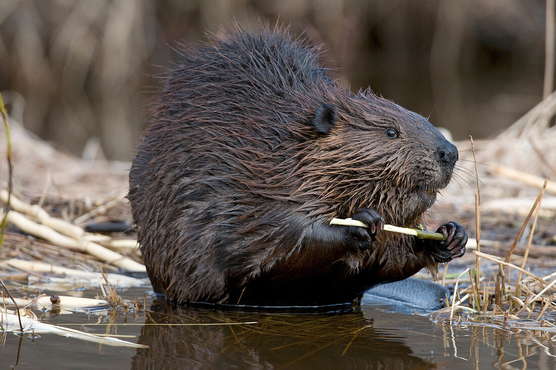 Beaver eats aspen