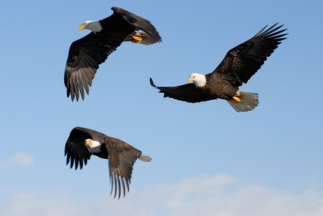 Bald Eagles flying