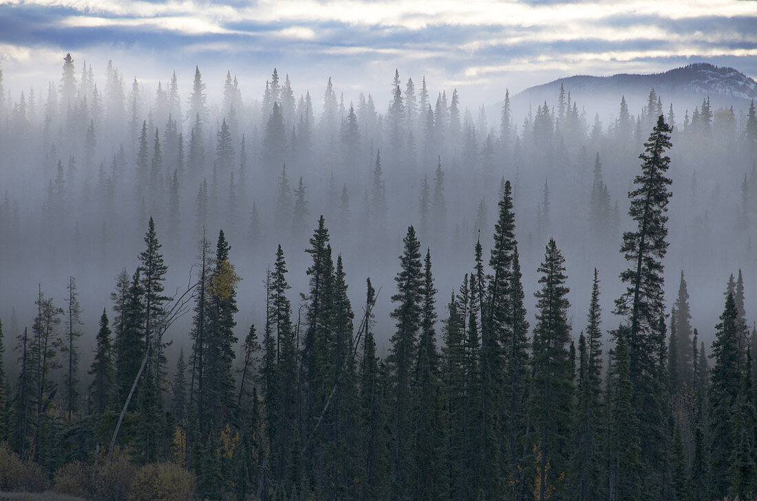 Spruce Trees in Fog