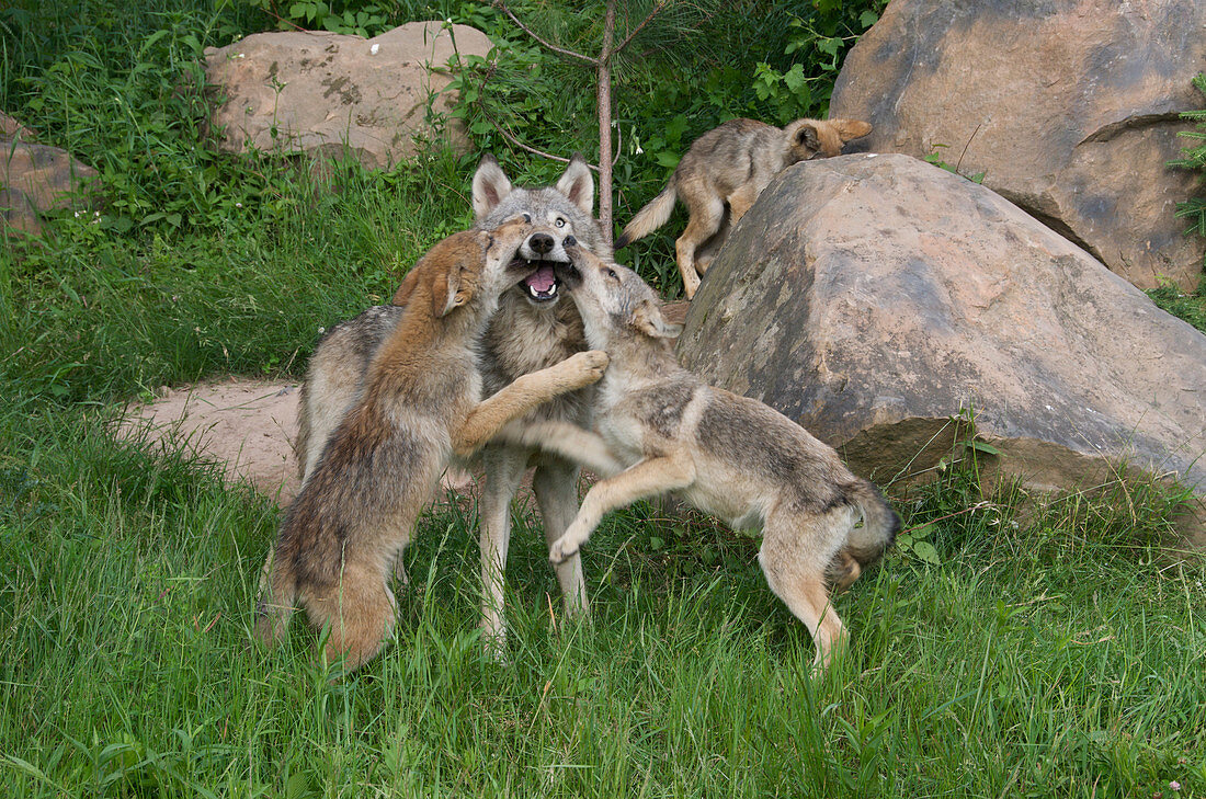 Wolf Pups and adult