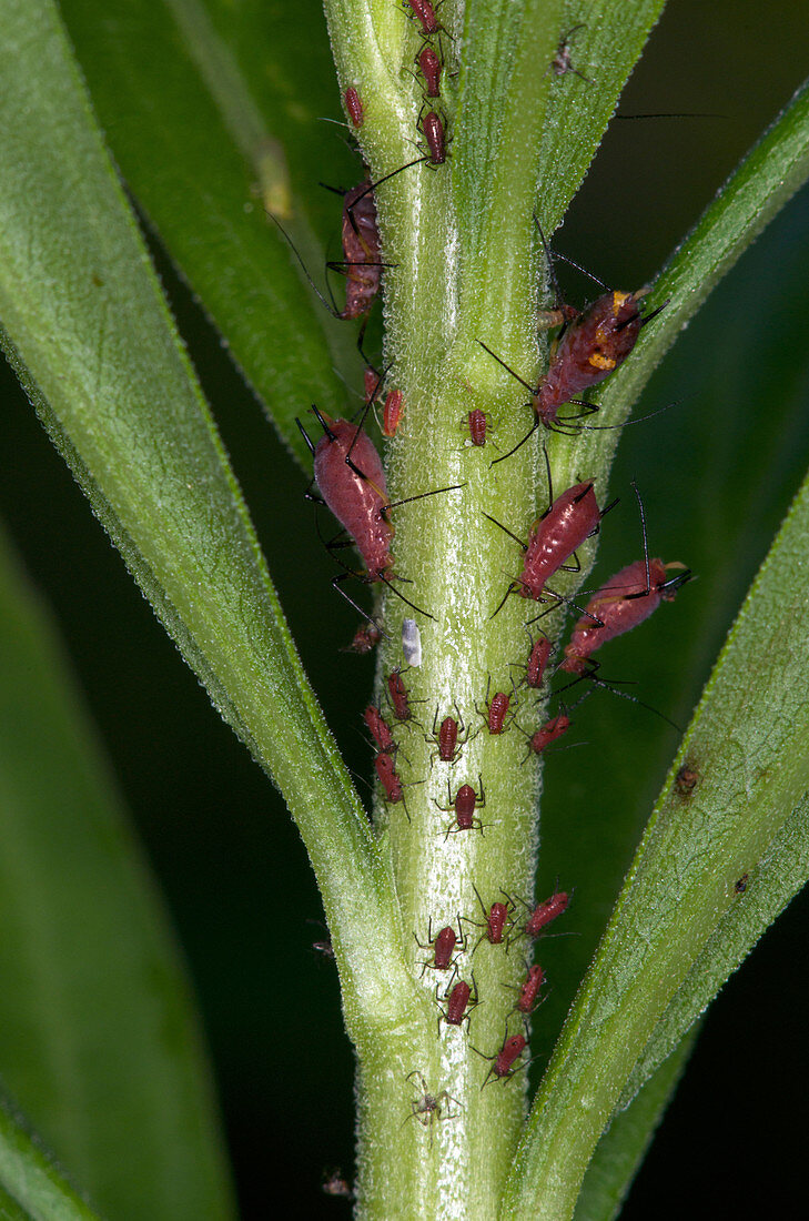 Aphids on Goldenrod