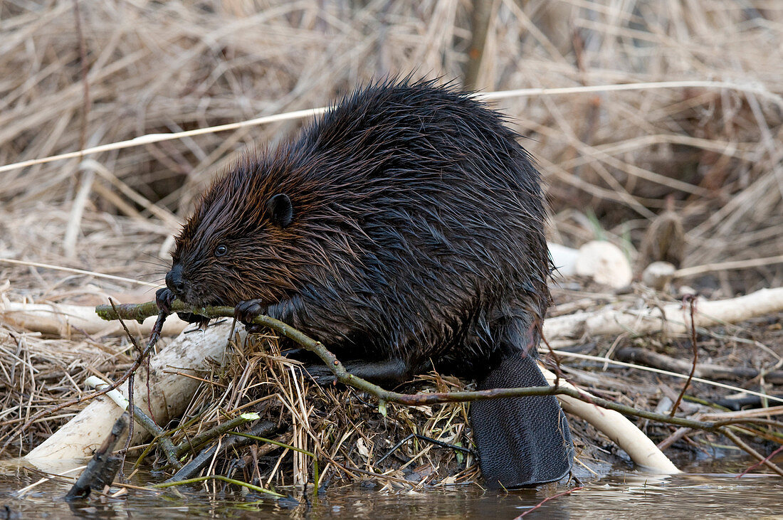 Beaver eating aspen