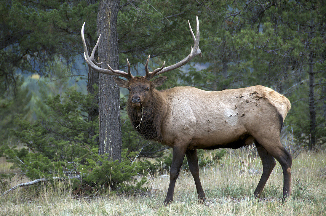 Mature wild bull Elk