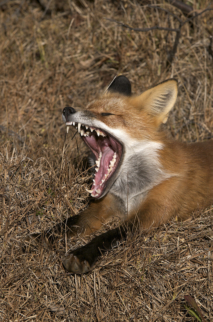 Wild Red Fox yawning