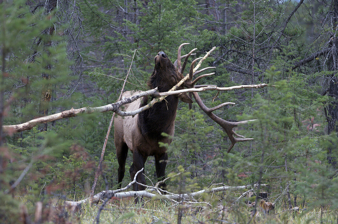 Elk scraping antlers