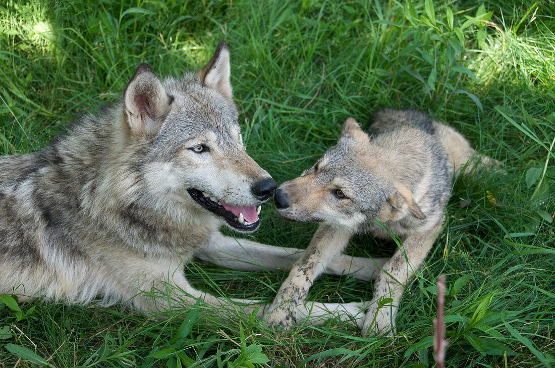 Wolf Pup with parent