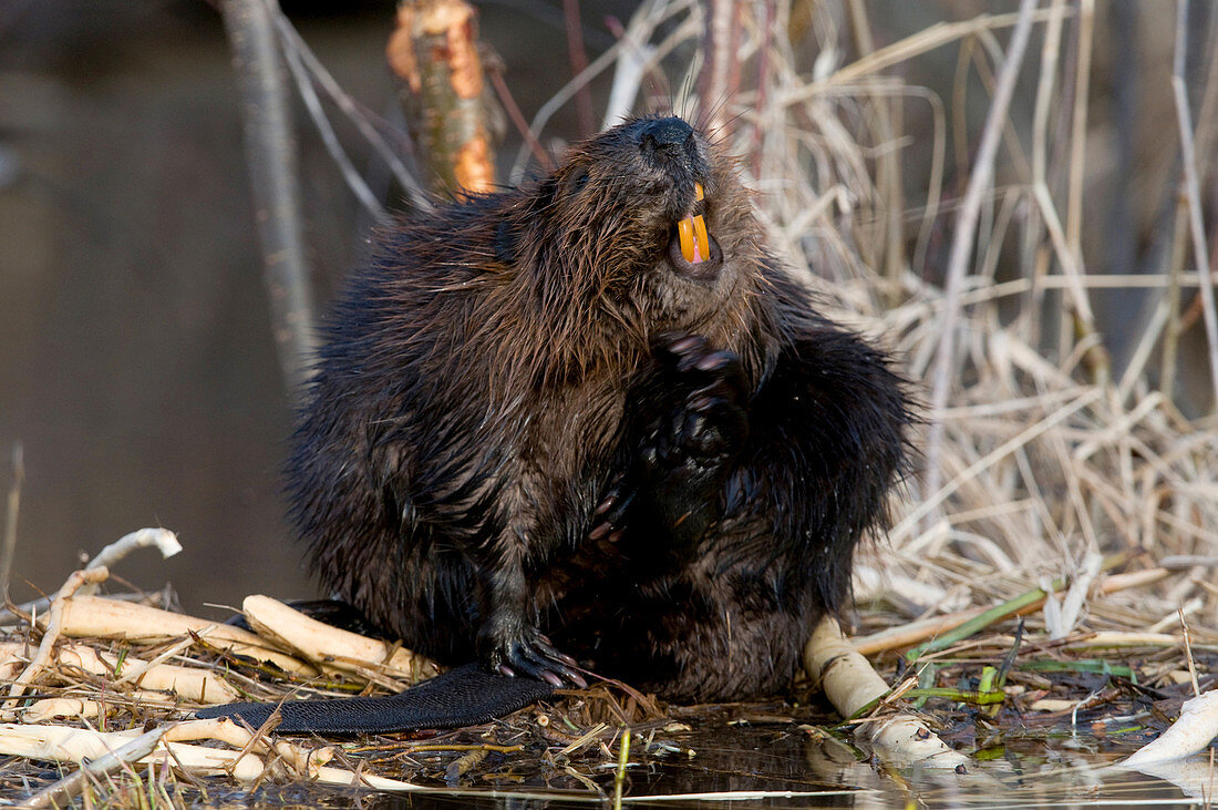 Beaver showing teeth