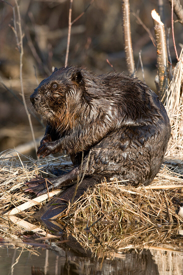 Beaver at pond's edge