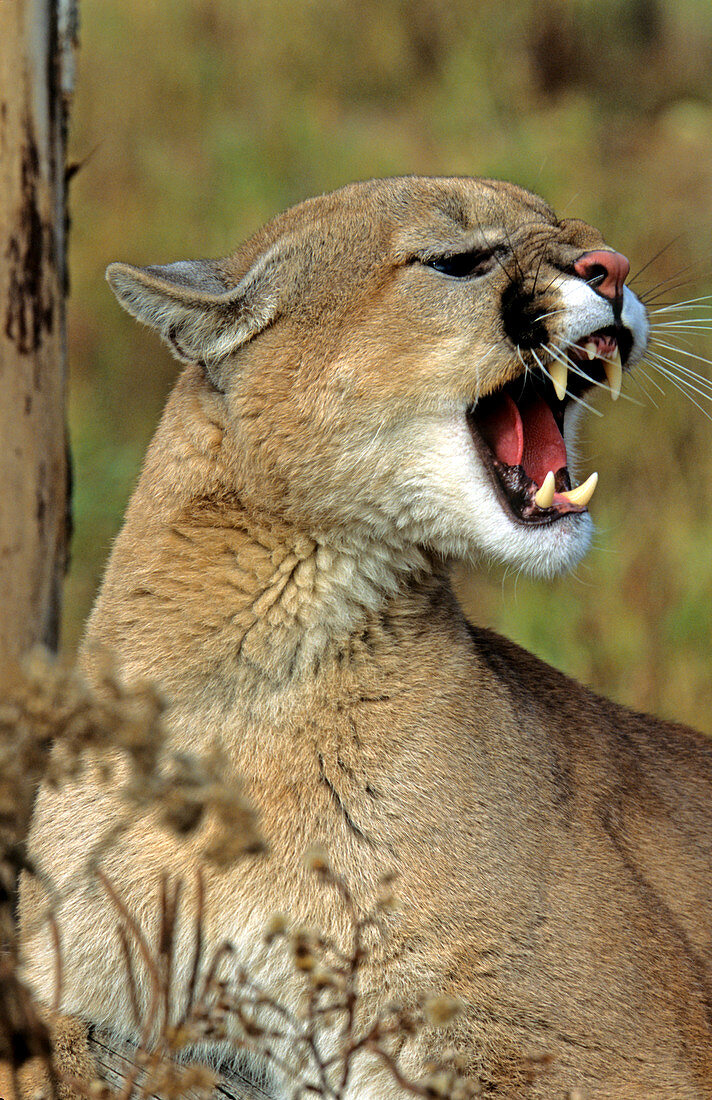 Mountain Lion snarling
