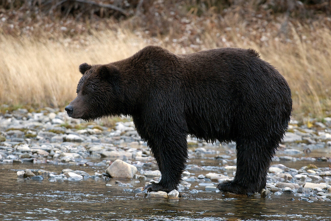 Brown Bear in The Yukon