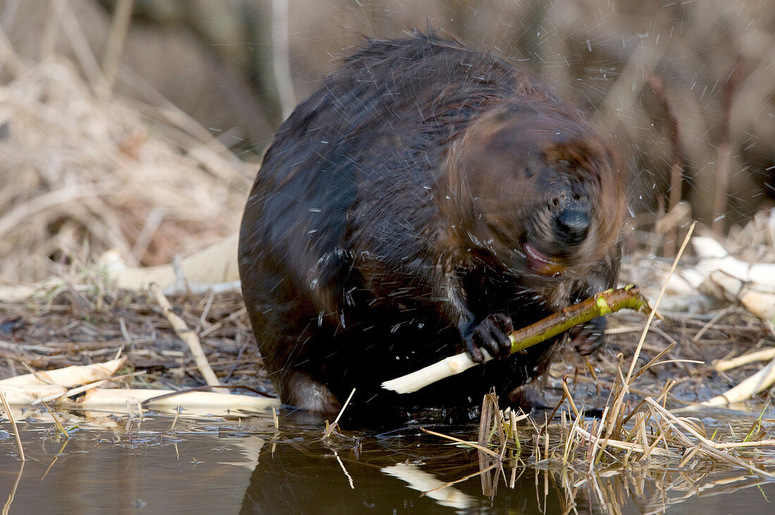 Beaver Shaking off Water