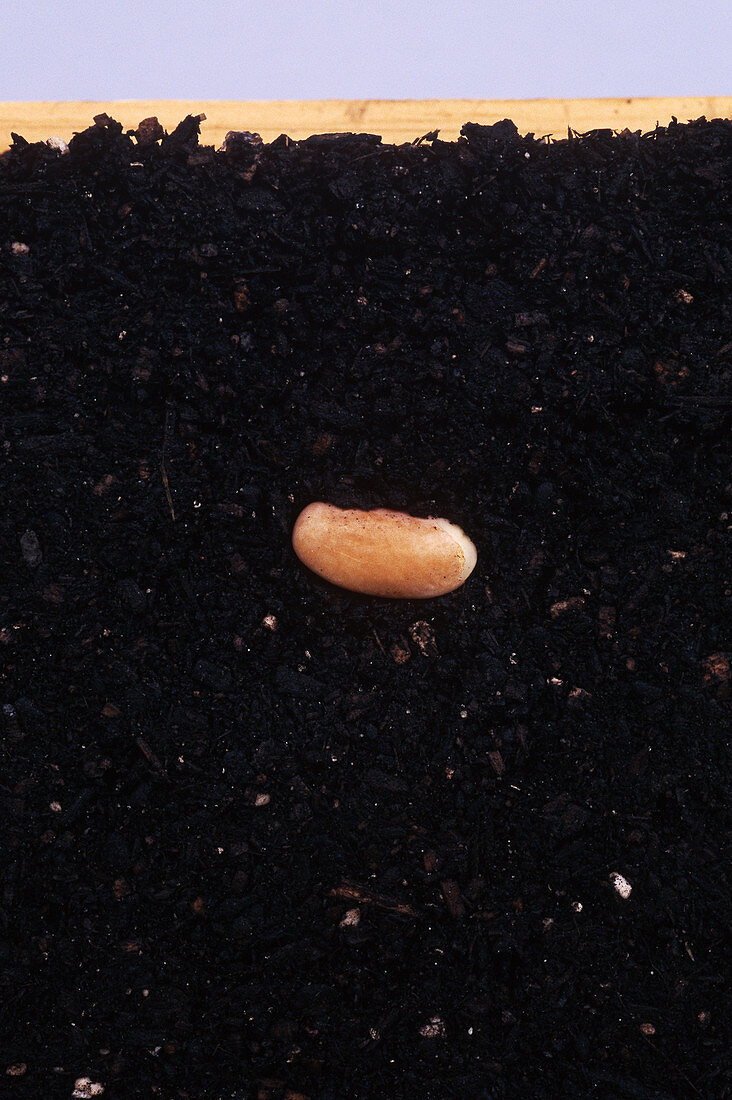 Bean Sprouting (Sequence)