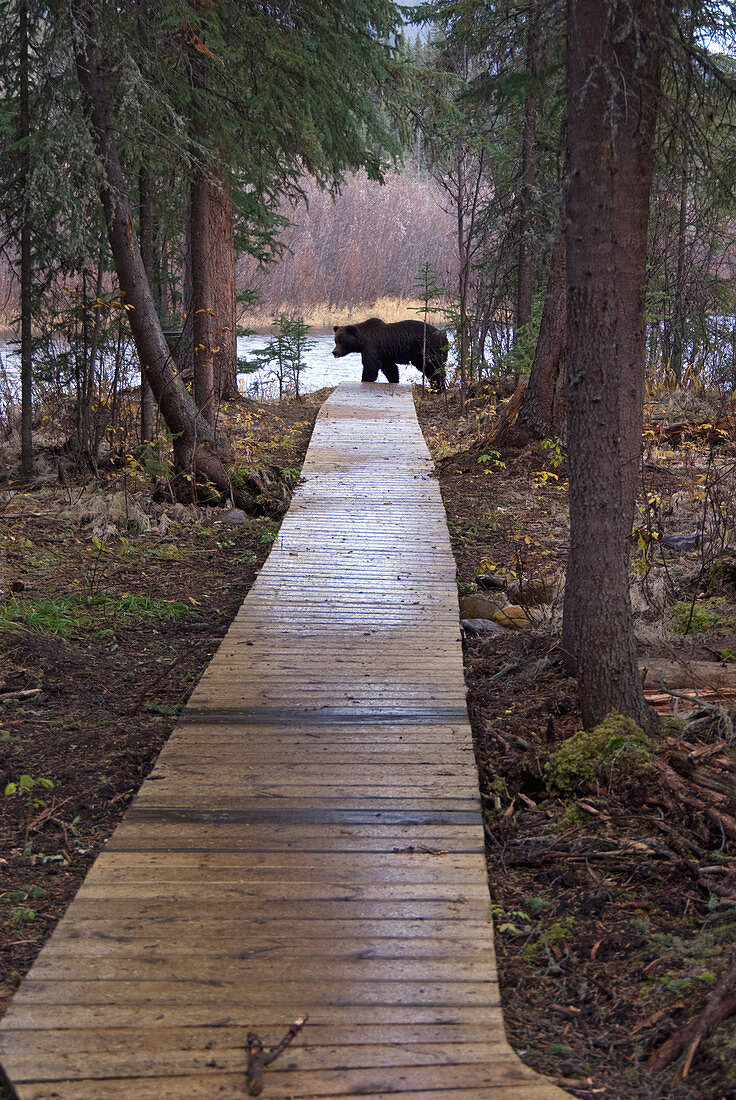 Nature Trail & Brown Bear