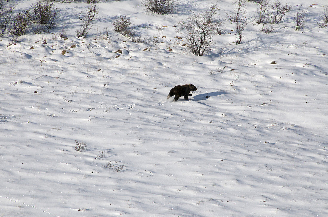 Wild grizzly Bear Running